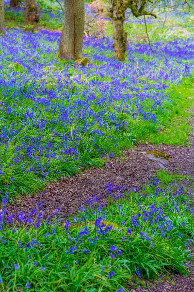 Vackra Bluebells Skogarna Skottland — Stockfoto