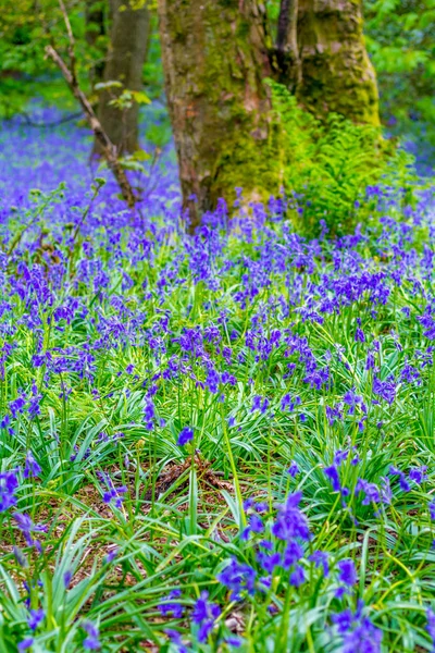 Красиві Bluebbells Лісі Шотландії — стокове фото