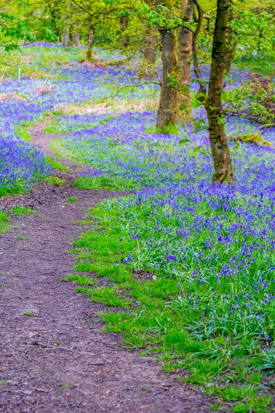 Beaux Bluebells Dans Forêt Écosse — Photo