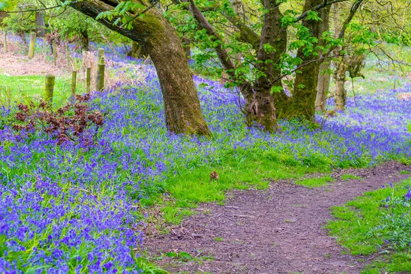 Hermosas Campanas Azules Bosque Escocia —  Fotos de Stock