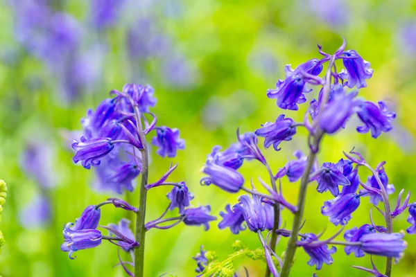 Beautiful Bluebells Forest Scotland Macro Shot Blur — Stock Photo, Image