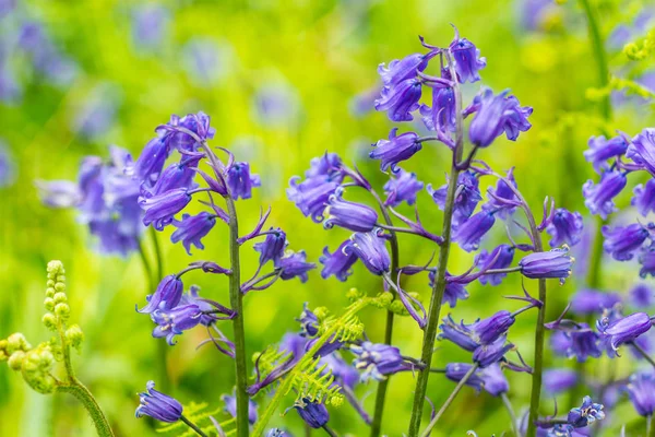 Iskoçya Ormanda Güzel Bluebells Bulanıklık Ile Makro Vurdu — Stok fotoğraf