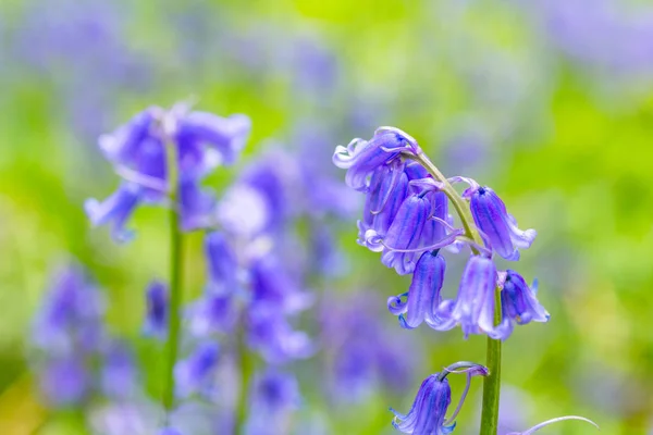 Mooie Bluebells Het Bos Van Schotland — Stockfoto