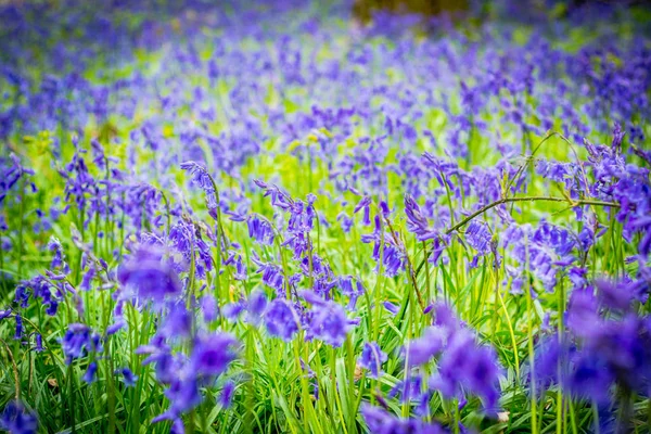 Gyönyörű Bluebells Erdőben Skócia Közelről Vagy Makró Lövés Blurr — Stock Fotó