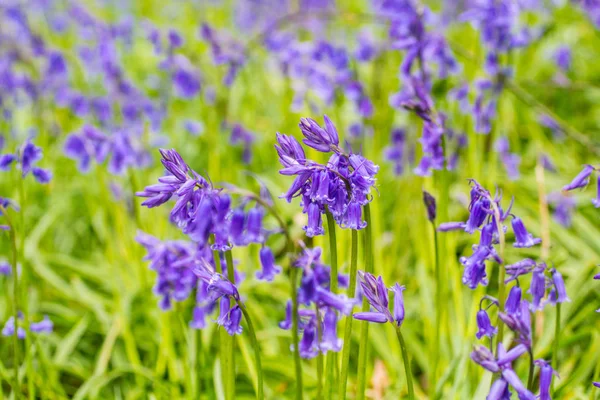 Beautiful Bluebells Forest Scotland Close Macro Shot Blurr — Stock Photo, Image