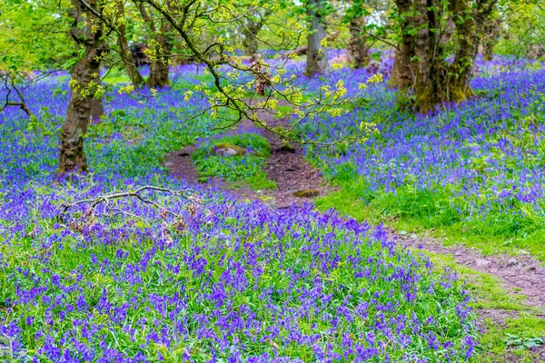 Bellissime Campanule Nella Foresta Scozia — Foto Stock