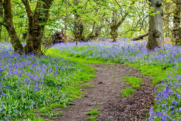 Beaux Bluebells Dans Forêt Écosse — Photo