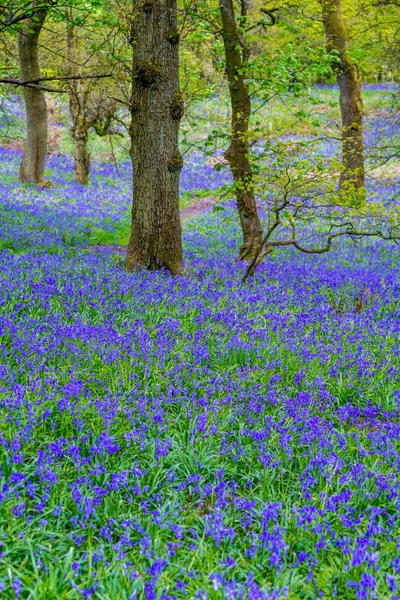 Beaux Bluebells Dans Forêt Écosse — Photo