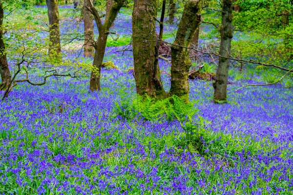 Vackra Bluebells Skogarna Skottland — Stockfoto