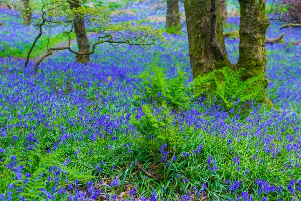 Lindos Sinos Azuis Floresta Escócia — Fotografia de Stock