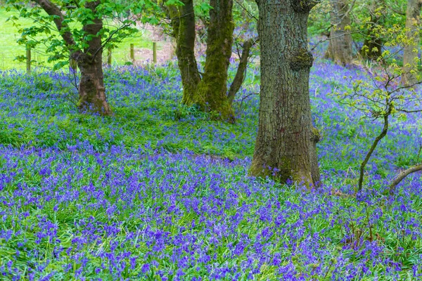 Vackra Bluebells Skogarna Skottland — Stockfoto