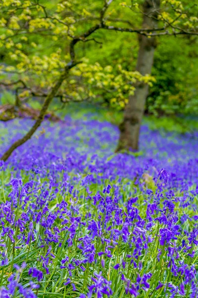 Vackra Bluebells Skogarna Skottland — Stockfoto