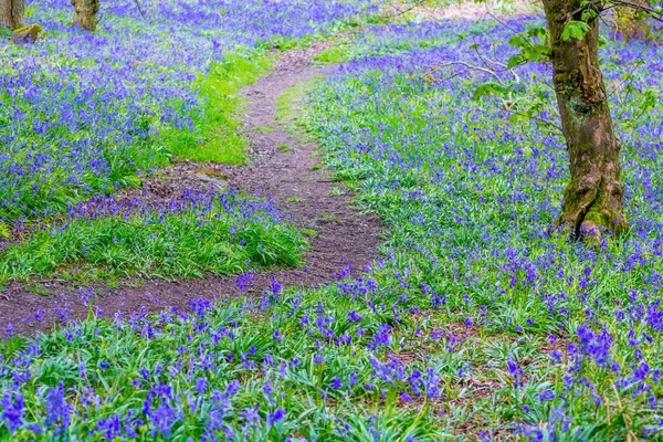 Hermosas Campanas Azules Bosque Escocia —  Fotos de Stock