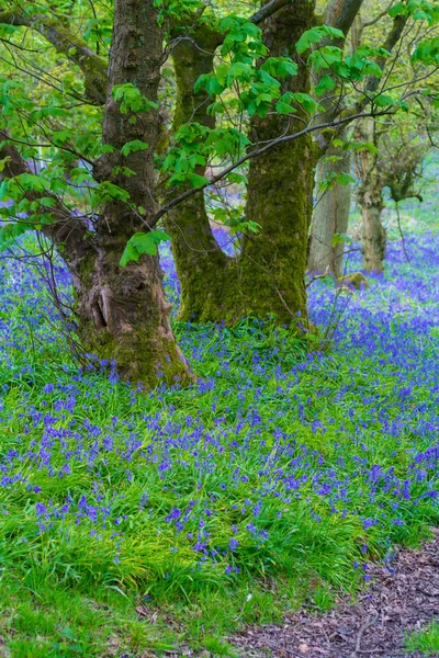 Lindos Sinos Azuis Floresta Escócia — Fotografia de Stock