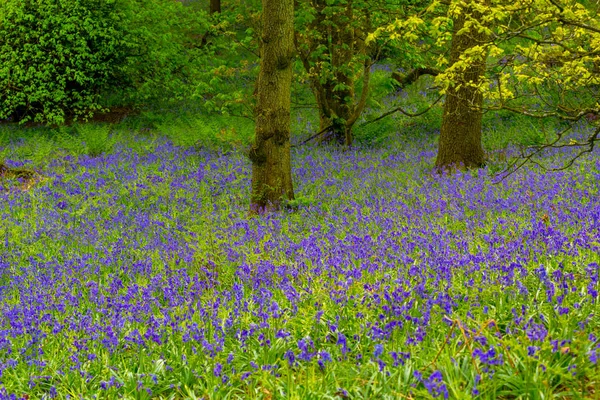 Gyönyörű Bluebells Erdőben Skóciában Május Egyesült Királyság — Stock Fotó