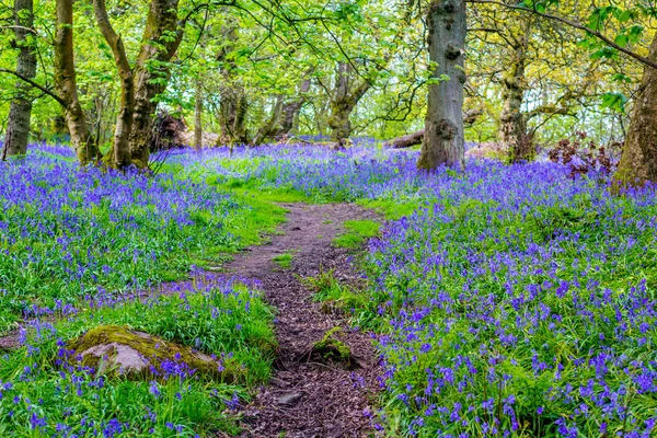 Piękne Bluebells Lesie Szkocji Maju Wielka Brytania — Zdjęcie stockowe