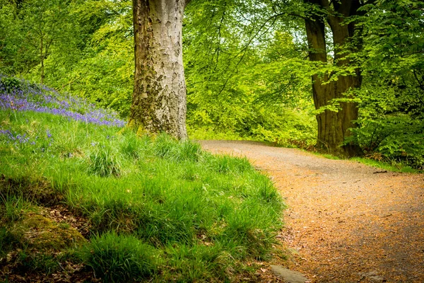 Gyönyörű Bluebells Erdőben Skócia — Stock Fotó