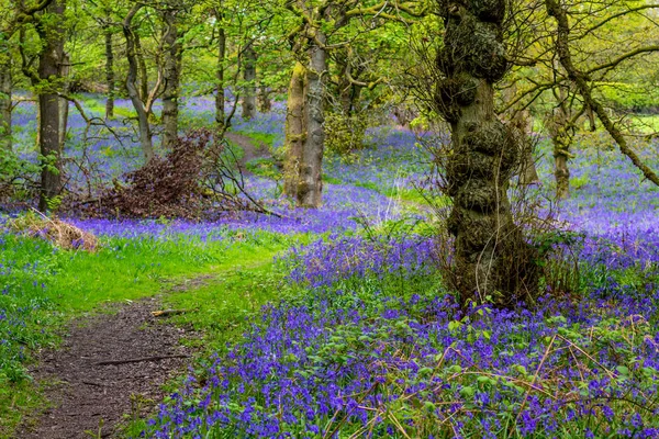 Vackra Bluebells Skogen Skottland Maj Storbritannien — Stockfoto