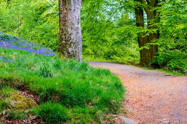 Mayıs Ayında Iskoçya Ormanda Güzel Bluebells Birleşik Krallık — Stok fotoğraf