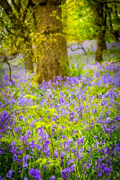 Vackra Bluebells Skogen Skottland Maj Storbritannien — Stockfoto