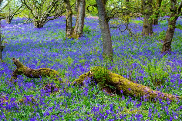 Vackra Bluebells Skogen Skottland Maj Storbritannien — Stockfoto