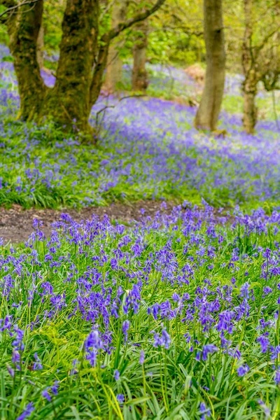 Schöne Blauglocken Wald Von Schottland Mai Vereinigtes Königreich — Stockfoto