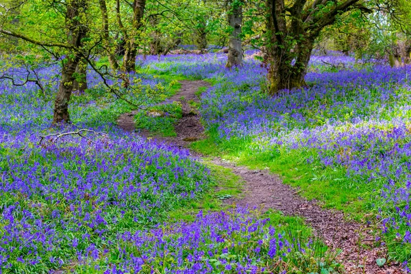 Beaux Bluebells Dans Forêt Écosse Mai Royaume Uni — Photo