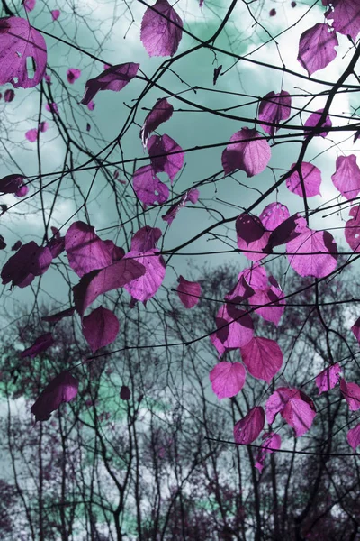 美丽的秋天艺术背景与紫色的叶子 — 图库照片
