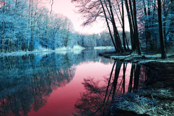 Hermoso Bosque Fantasía Con Árboles Reflejados Agua — Foto de Stock