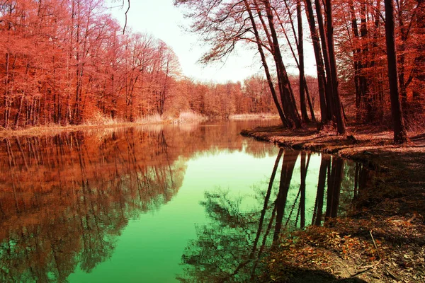 Hermoso Otoño Con Estanque Parque — Foto de Stock