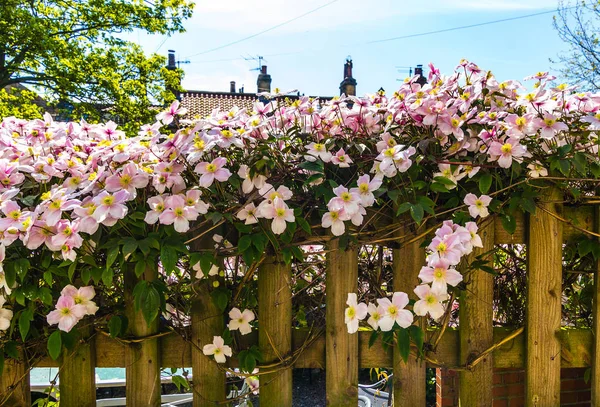 Rosa Clematis Velho Cerca Madeira — Fotografia de Stock