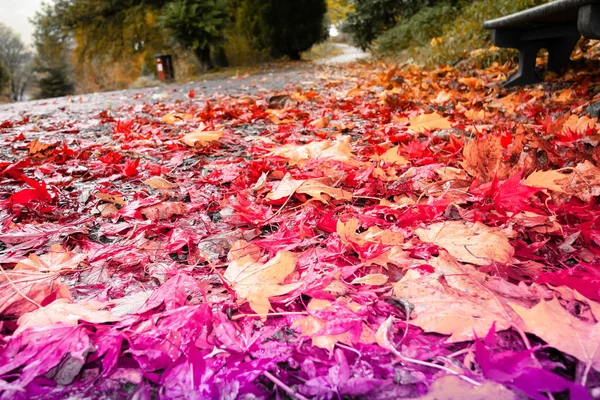 Autumn Scotland Colorful Leaves Road Close — Stock Photo, Image