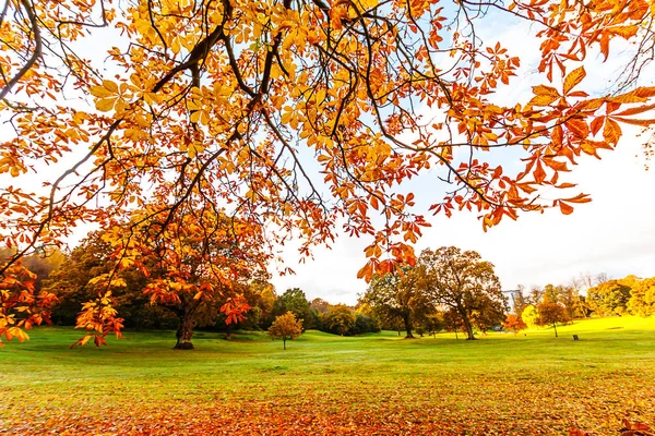 Orange Fall Chestnut Tree Branches Field — Stock Photo, Image