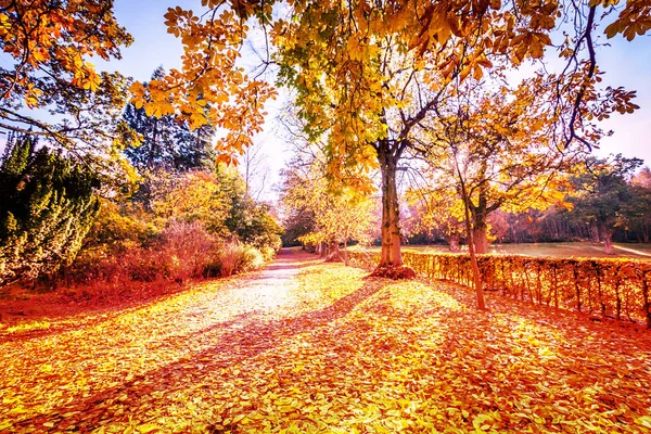 美丽的公园在法尔克尔克 秋天在苏格兰 公园里的金树 — 图库照片