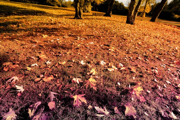 Autumn Scotland Gold Trees Park — Stock Photo, Image