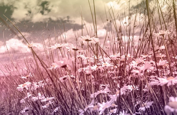 Beautiful, floral, romantic background with meadow of daisies