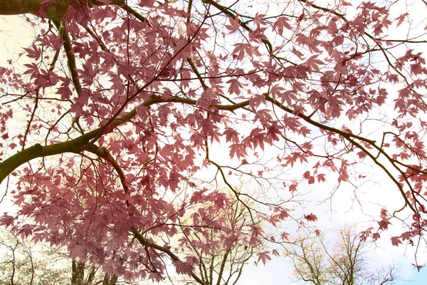 Czerwony Klon Japoński Drzewa Gałęzie Tło — Zdjęcie stockowe