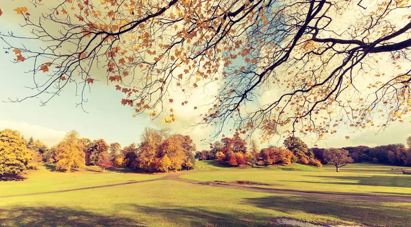 Panorama Del Parco Falkirk Bellissimo Autunno Con Rami Foglie Gialle — Foto Stock