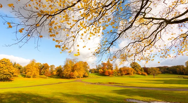 Panorama Parkera Falkirk Härlig Höst Med Förgrena Sig Gula Lämnar — Stockfoto