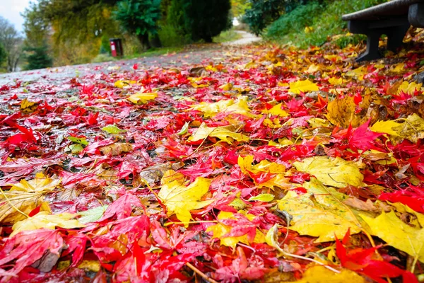 地面に美しい秋の赤と黄色の葉 クローズアップ — ストック写真
