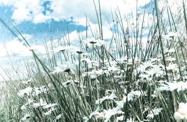 데이지의 초원과 아름다운 낭만적 — 스톡 사진