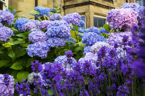 Krásné Tři Barvy Hortenzie Květ Mimo Anglické Domy Zblízka — Stock fotografie