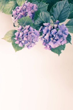 Bahçesinde ortanca veya hortensiya çiçeği olan güzel, klasik bir bitki örtüsü.