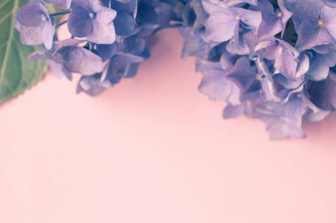 Açık pembe kağıt üzerinde güzel menekşe hortensi çiçeği ve kopyalanacak yer