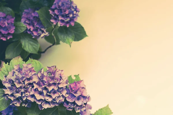 Vacker Vintage Stil Flora Bakgrund Med Hortensia Eller Hortensia Blomma — Stockfoto