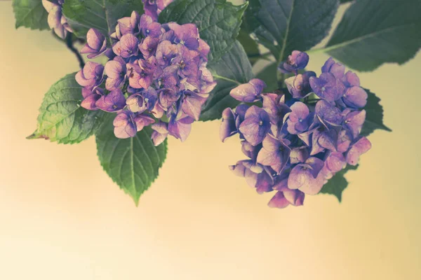 Piękne Vintage Stylu Flory Tle Hortensji Lub Hortensji Kwiat Ogrodzie — Zdjęcie stockowe