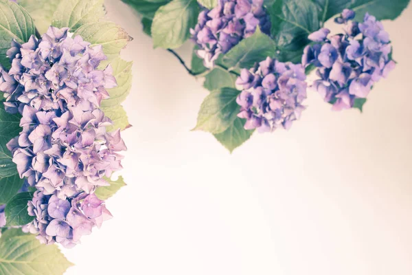 Schöne Flora Vintage Stil Mit Hortensien Oder Hortensien Blüte Garten — Stockfoto