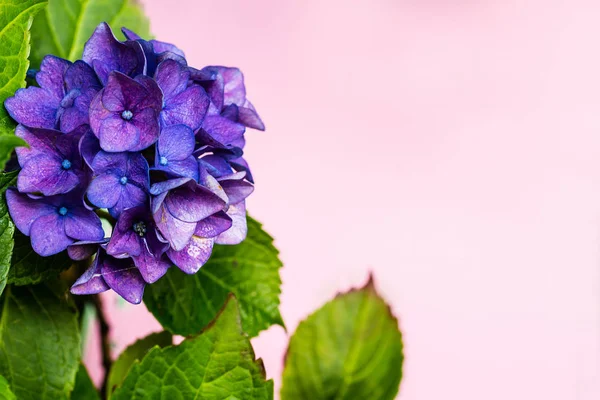 Belle Fleur Hortensia Violette Sur Papier Rose Clair Avec Espace — Photo