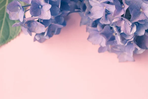 Belle Fleur Hortensia Violette Sur Papier Rose Clair Avec Espace — Photo
