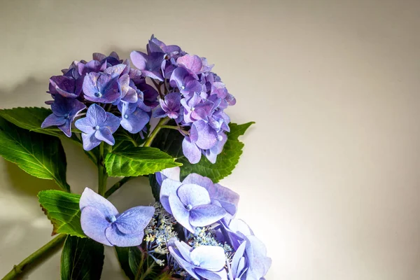 Vacker Vintage Stil Flora Bakgrund Med Hortensia Eller Hortensia Blomma — Stockfoto